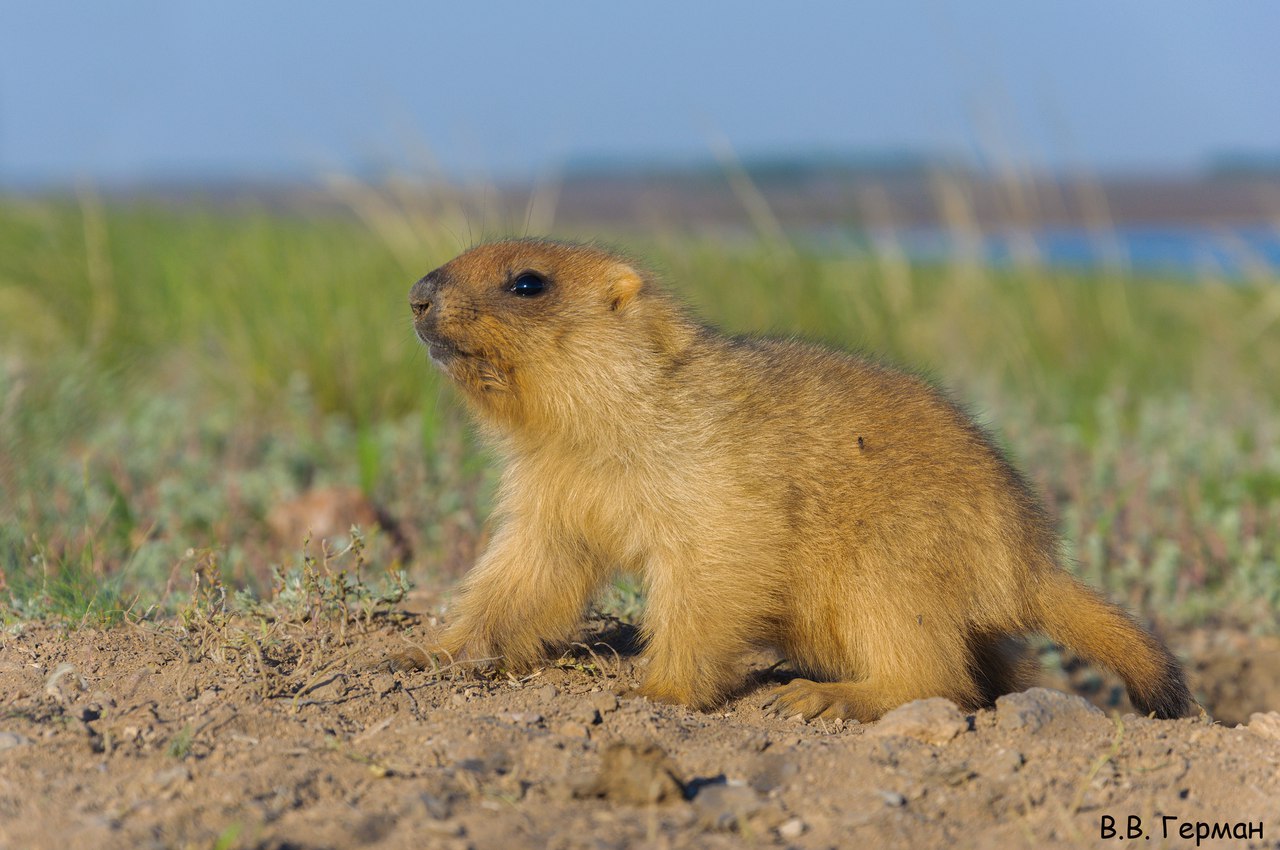 Млекопитающие оренбургской области фото и названия