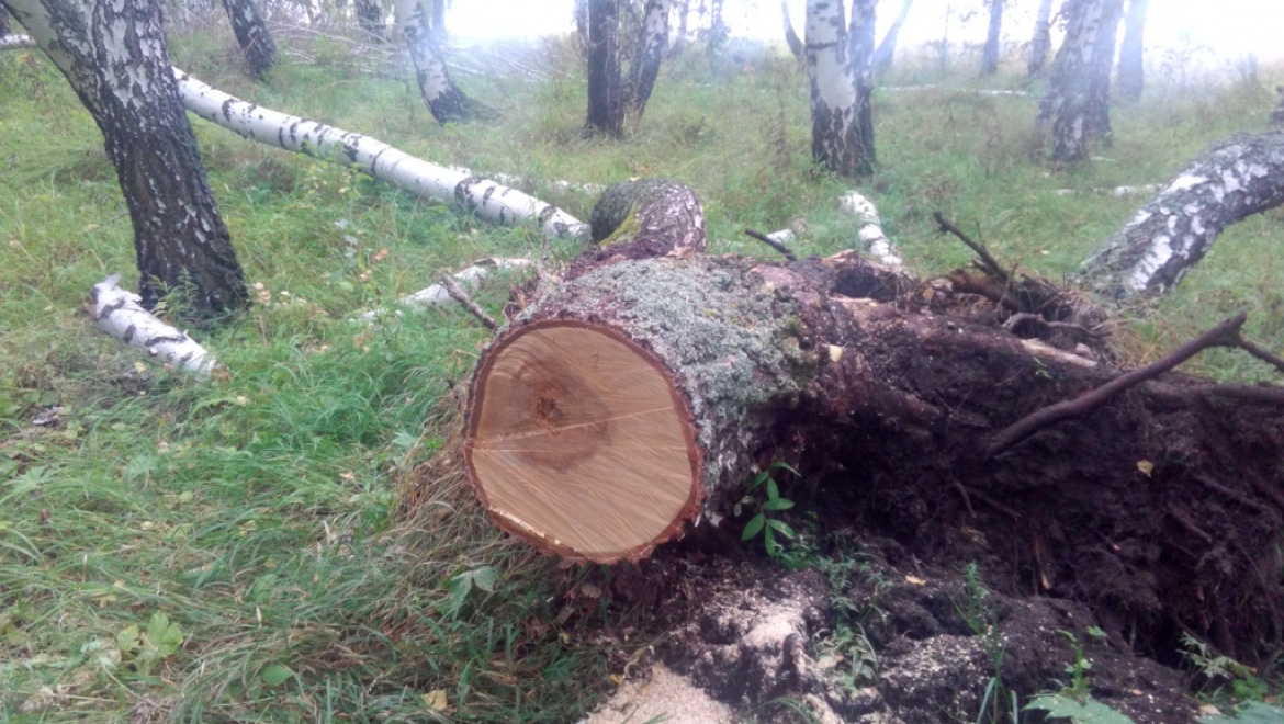 Незаконная заготовка древесины обернулась уголовным делом